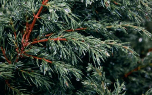 Edmonton Stone Coated Metal Roofing